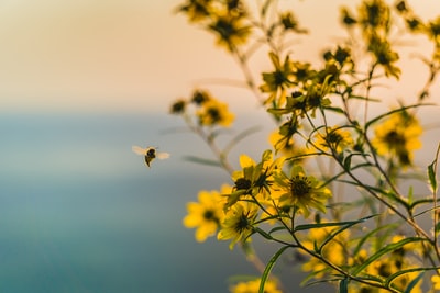 棕色的蜜蜂飞近黄色花瓣的花朵
